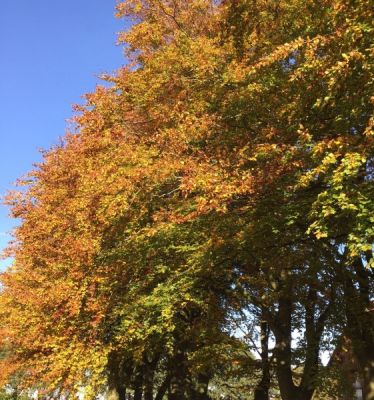 Allerzielen in Nieuw Vennep