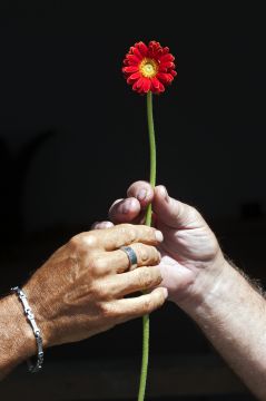 Nederlandse Bloemen bij viering door Paus Franciscus